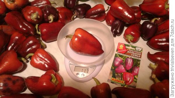 Сладкий перец «Большая семья». Самый крупный плод