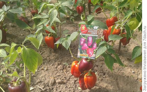 Сладкий перец «Большая семья»