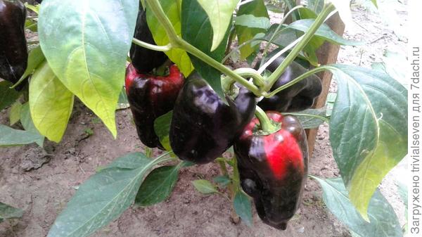 Сладкий перец «Черный бриллиант»