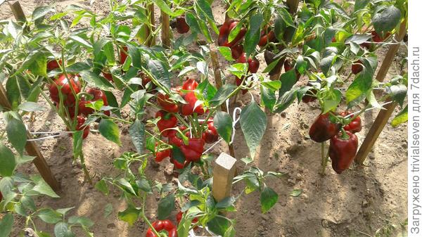 Сладкий перец «Черный бриллиант»