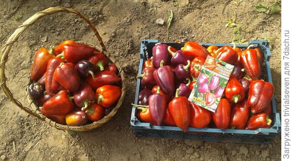 «Большая семья»  - урожай