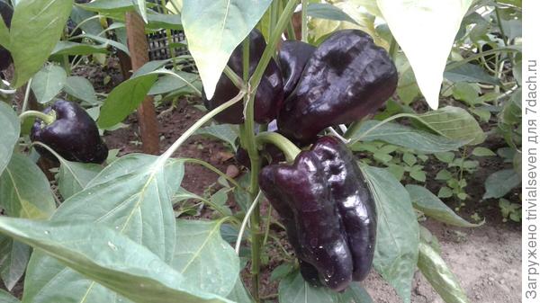 «Черный бриллиант» в технической спелости