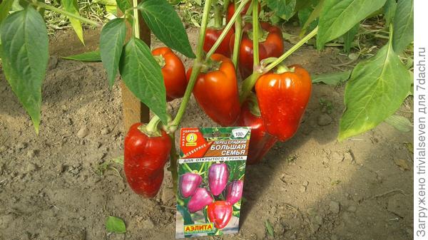 Сладкий перец «Большая семья»