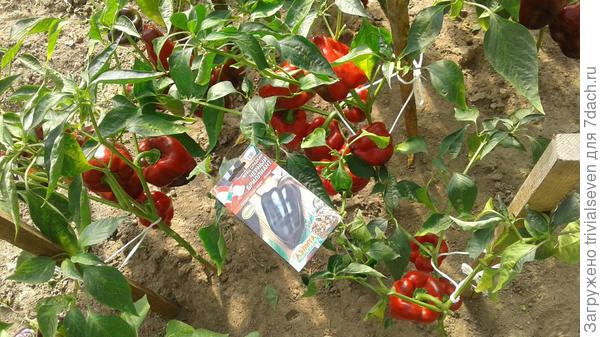 Сладкий перец «Черный бриллиант»