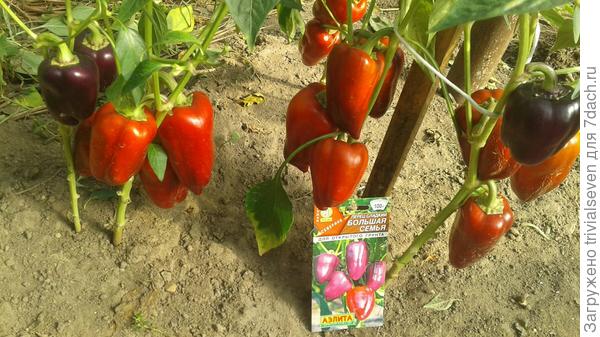 Сладкий перец «Большая семья»