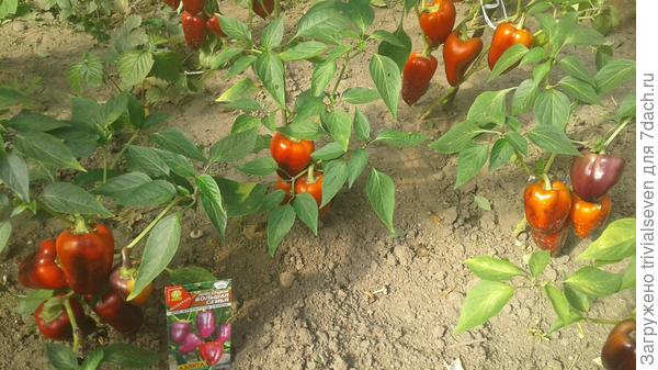 Сладкий перец «Большая семья»