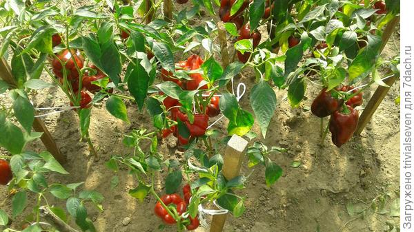 Сладкий перец «Черный бриллиант»