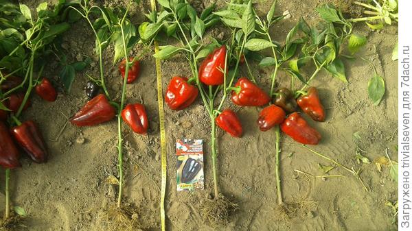 Высота растения