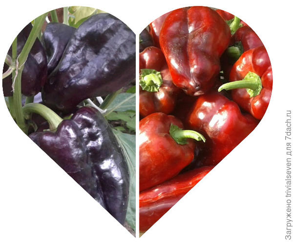 «Черный бриллиант»