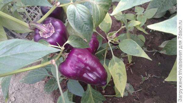 Сладкий перец «Большая семья»