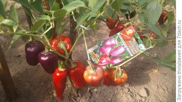 Сладкий перец «Большая семья»