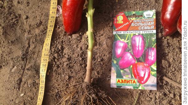 «Большая семья»  - замеры высоты куста