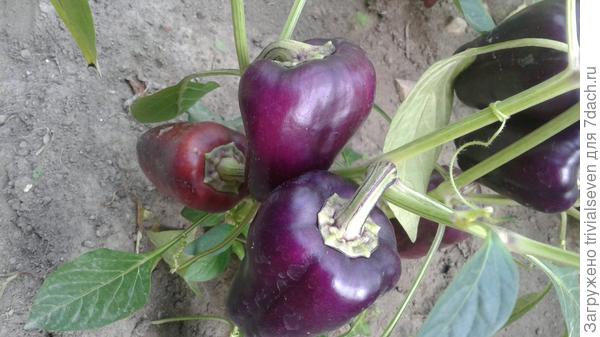 Сладкий перец «Большая семья»