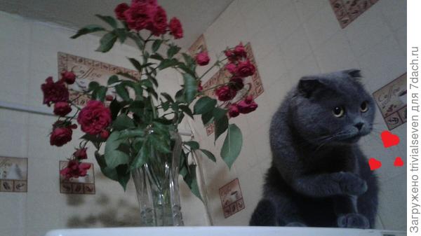 Поздравления))