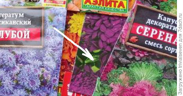 Только, что вот это такое фиолетовое, очень интересно?