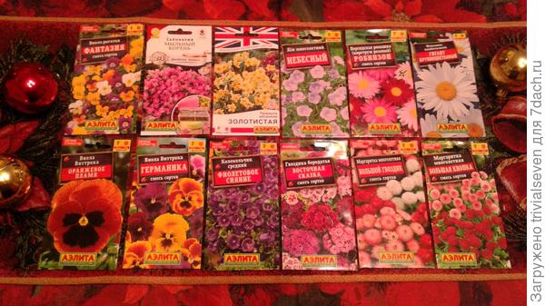 Особенно порадовали многолетние и двулетние цветы