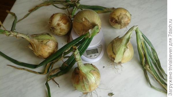 Сезнон 2023 - Эксибишен