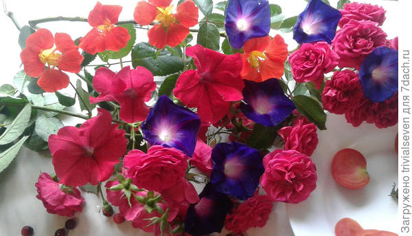 Вот такая выросла ипомея