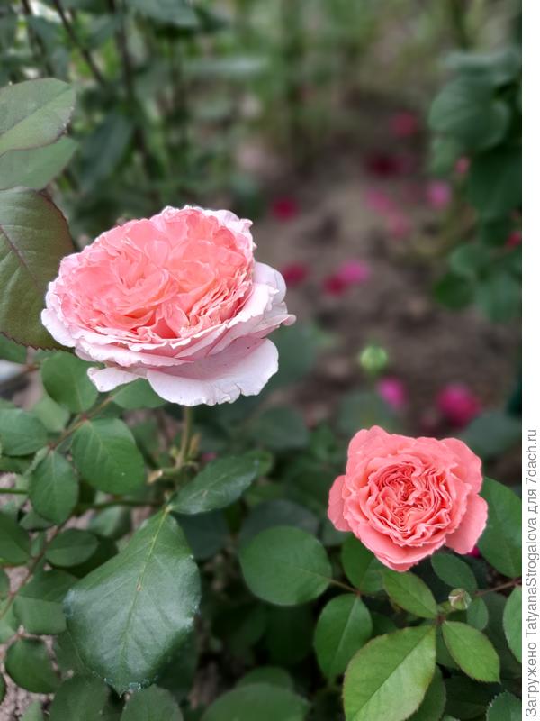 Неподражаемый Институт Люмьер