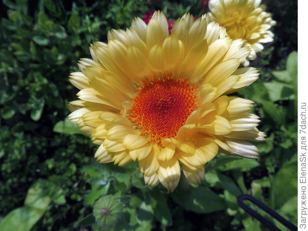 На этот была надежда, что растянется серединка, но нет, не получилось