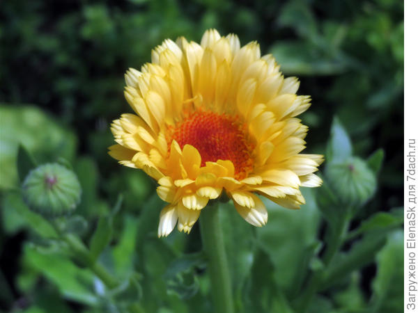 В принциае, симпатичные, но не те что были заявлены