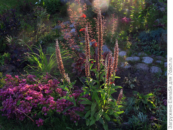 Наперстянка мелкоцветковая