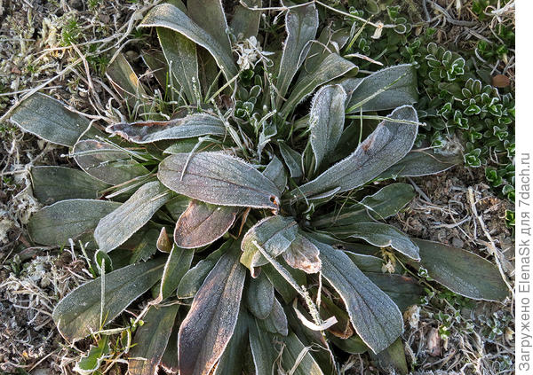 А это выход из зимы наперстянке, которой уже сколько-то лет, у нее дочерние розетки, которые тоже будут цвести