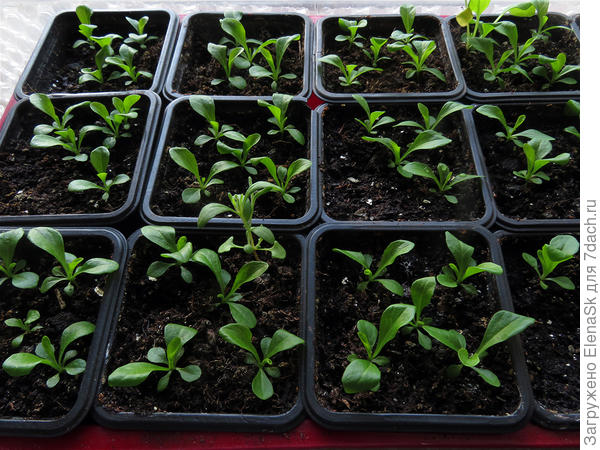 Рассада наперстянки