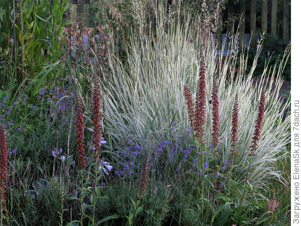 С лавандой и злаками