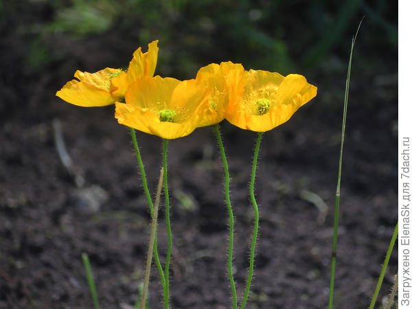 стройняшки... Надеюсь, что насеются.