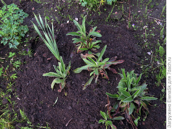 здесь видно, засохшие старые листочки, новые нарастают