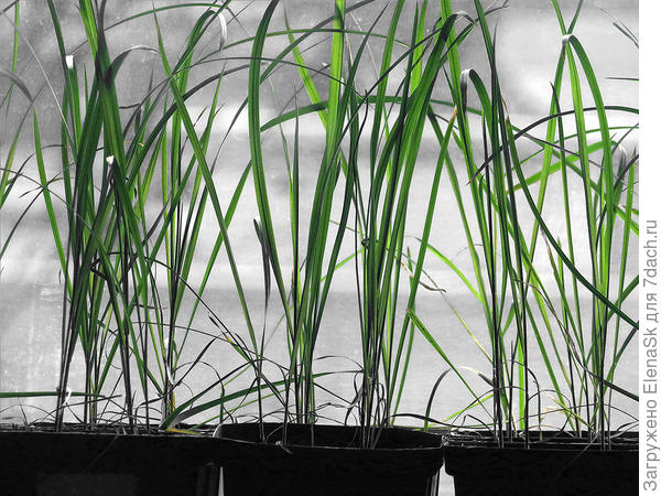 Рассада в горшочках