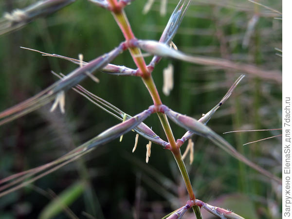 Цветение шероховатки
