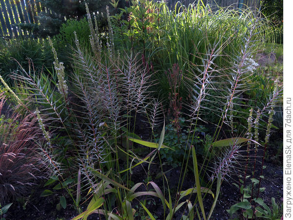 Прошлогодняя шероховатка