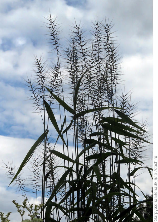 По-моему, что-то японское в этом есть...