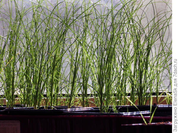 Сначала похожа на просто сорняк, но у нее внизу стебелек красноватый