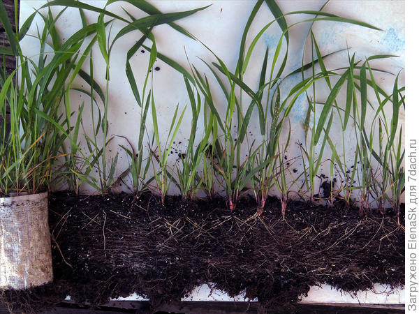 Это раскручиваю улитку