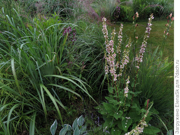 Коровяк в злаках