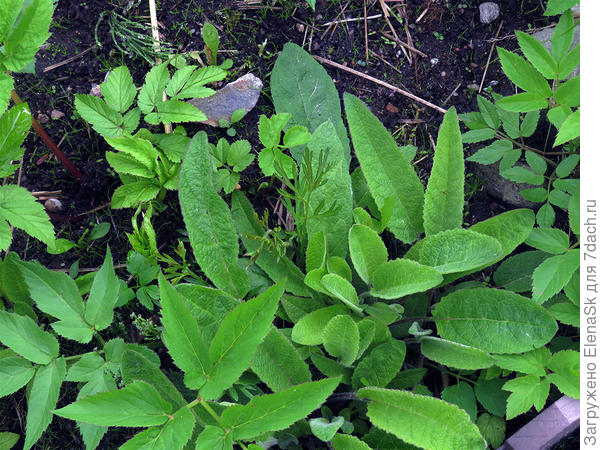 Самосев коровяка