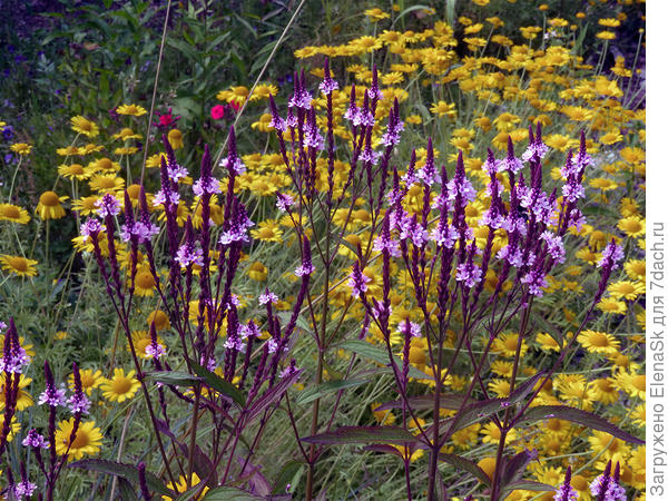 вербена копьевидная и пупавка