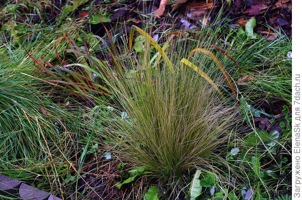 Если не из семян - скажу, так как у меня записаны все злаки, в каком году, где и что... Это был первый год покупки злаков, возможно этоMolinia careluea «Moorhexe»(?)