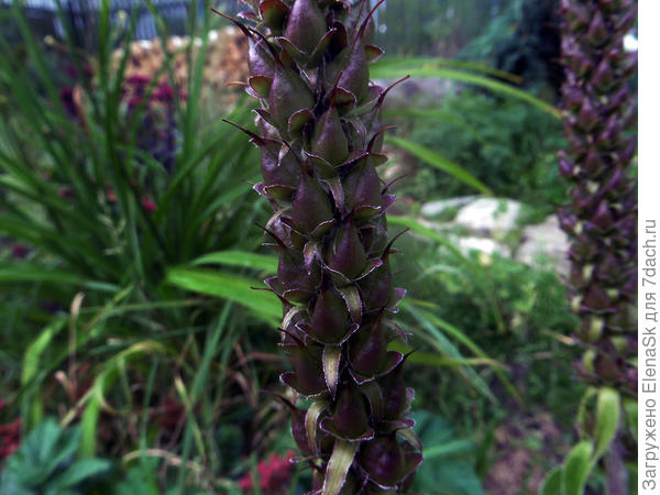 Семенные коробочки наперстянки