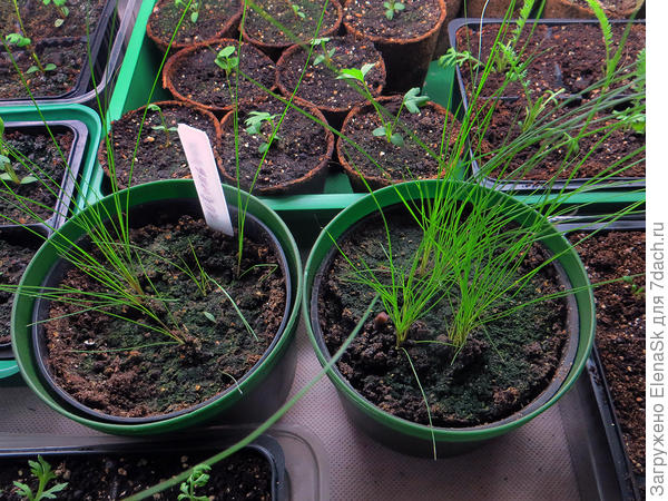 Возможно, что у вас &quot;Ковыль тончайший&quot;, у меня он тоже не цвел.