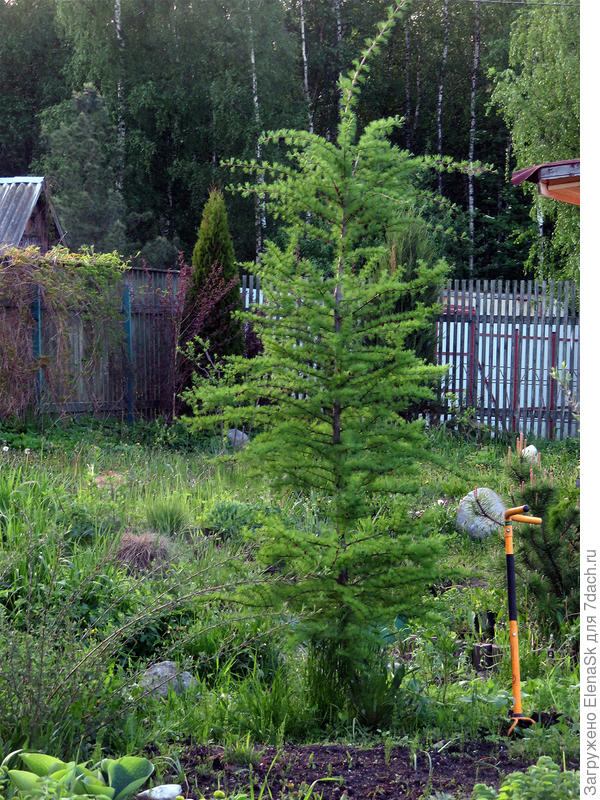 Моя НЕУБИВАЕМАЯ. На этом фото она еще ни разу не стрижена