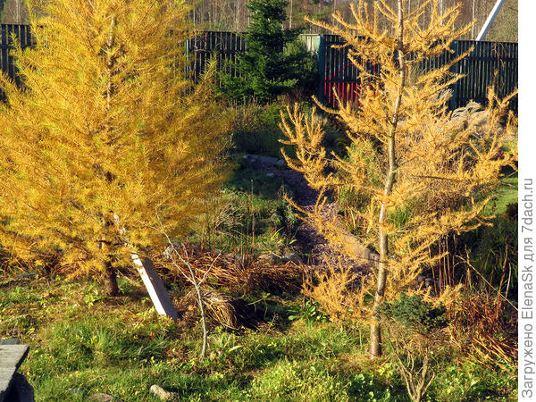 Лиственницы осенью