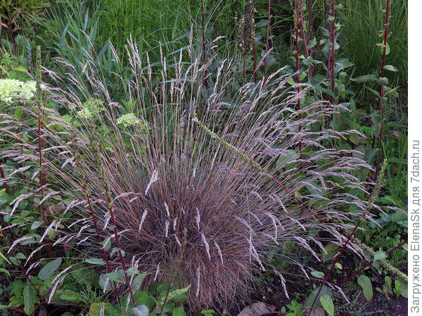 Это 2020 год, пока тут кроме самосевного коровяка - тольсорняки, теперь там полно шероховатки. И я писала о ней и нам на паре фото эта овсяница слева торчит. Шероховатка тогда была &quot;новичком&quot; и я снимала ее почти ежедневно, чтобывсе фазы ее цветения от появления колоска, цветения созревания семян... Ну, как бы изучала, чтоли...