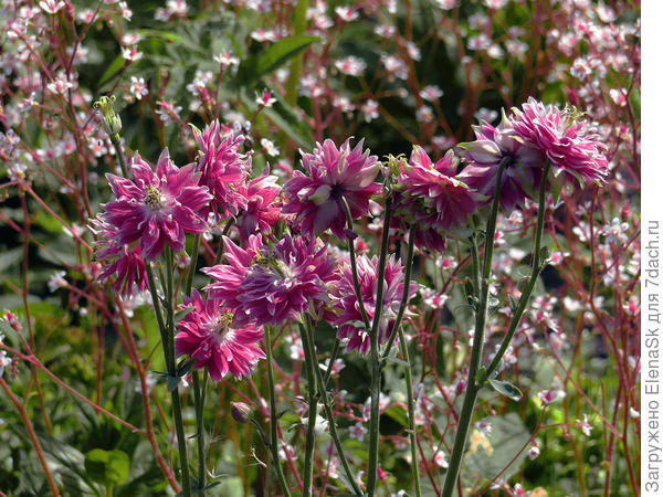 Здесь - аквилегия на фоне бисера цветущей камнеломки