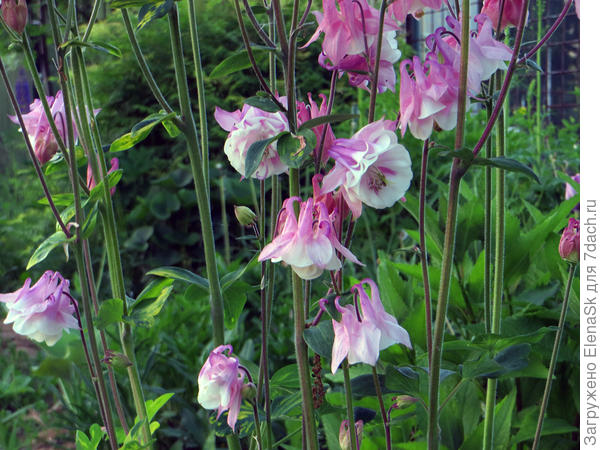 Еще один букетик