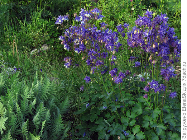 Так растение выглядит целиком