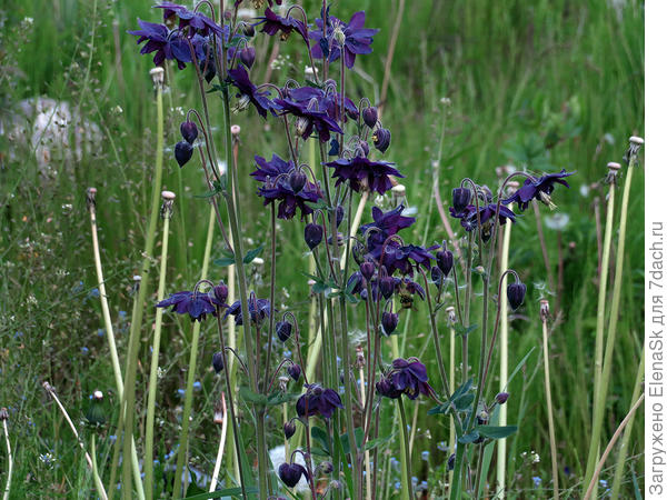 От сорняков они конечно не спасают... Но это фото показываю к тому, что цветут они так же рано, как одуванчики...